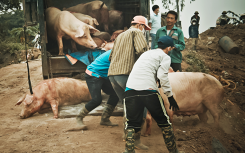 Những nỗi buồn vì vắng tiếng lợn kêu và ‘cơ ngơi’ dần bị chôn xuống hố