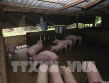 Làm rõ thông tin FAO khuyến nghị Việt Nam ban bố tình trạng khẩn cấp về dịch tả lợn