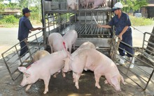 Hoang mang với dịch tả châu Phi: Người chăn nuôi ở 'thủ phủ' heo miền Nam khóc ròng nhìn giá rớt từng ngày
