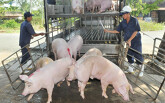 Giá heo hơi Việt Nam chạm mốc 80.000 đồng/kg nhưng vẫn chưa tăng cao bằng Trung Quốc, Thái Lan