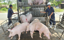 Giá heo hơi Việt Nam chạm mốc 80.000 đồng/kg nhưng vẫn chưa tăng cao bằng Trung Quốc, Thái Lan