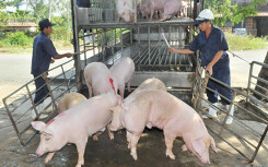 Giá heo hơi Việt Nam chạm mốc 80.000 đồng/kg nhưng vẫn chưa tăng cao bằng Trung Quốc, Thái Lan
