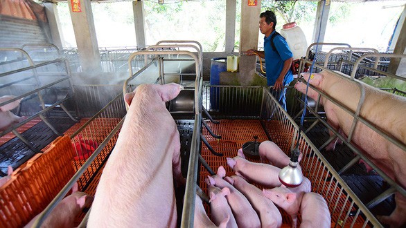 Hoang mang với dịch tả châu Phi: Người chăn nuôi ở thủ phủ heo miền Nam khóc ròng nhìn giá rớt từng ngày - Ảnh 2. Hoang mang với dịch tả châu Phi: Người chăn nuôi ở thủ phủ heo miền Nam khóc ròng nhìn giá rớt từng ngày - Ảnh 2.
