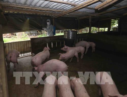Làm rõ thông tin FAO khuyến nghị Việt Nam ban bố tình trạng khẩn cấp về dịch tả lợn - Ảnh 1. Làm rõ thông tin FAO khuyến nghị Việt Nam ban bố tình trạng khẩn cấp về dịch tả lợn - Ảnh 1.