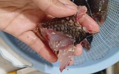 Thực hư hình ảnh sán lá chui từ trong miếng cá ra ngoài