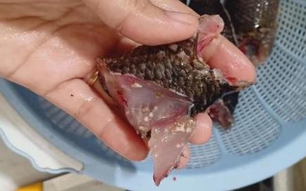 Thực hư hình ảnh sán lá chui từ trong miếng cá ra ngoài - Ảnh 1. Thực hư hình ảnh sán lá chui từ trong miếng cá ra ngoài - Ảnh 1.
