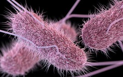 Vi khuẩn salmonella là gì mà khiến chính phủ Australia thu hồi hàng trăm nghìn quả trứng để điều tra