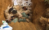 Quảng Nam: Tiêu hủy hàng trăm con heo lở mồm long móng khi đang chống dịch cúm gà
