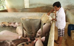 Thủ tướng chỉ đạo phải hạn chế thấp nhất thiệt hại cho người chăn nuôi trước ‘bão’ dịch tả heo châu Phi