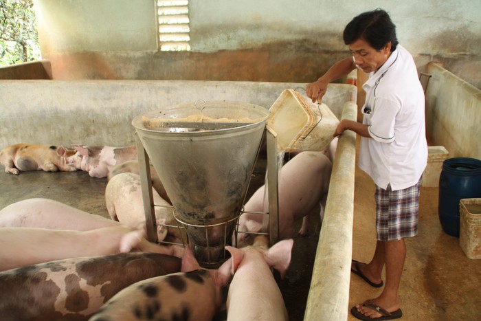 Thủ tướng chỉ đạo phải hạn chế thấp nhất thiệt hại cho người chăn nuôi trước ‘bão’ dịch tả heo châu Phi - Ảnh 2. Thủ tướng chỉ đạo phải hạn chế thấp nhất thiệt hại cho người chăn nuôi trước ‘bão’ dịch tả heo châu Phi - Ảnh 2.