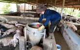 Dịch tả heo châu Phi tiến sát miền Nam: 'Tôi khuyến cáo cho heo ăn cám viên để hạn chế bệnh'
