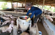 Dịch tả heo châu Phi tiến sát miền Nam: 'Tôi khuyến cáo cho heo ăn cám viên để hạn chế bệnh'