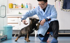 Trung Quốc nuôi tham vọng xậy dựng đội quân chó nghiệp vụ nhân bản