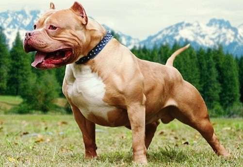 Chó Pitbull có nguy hiểm như những lời đồn đại? - Ảnh 1.