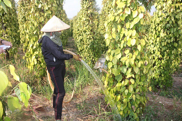 Cánh đồng mùa thơm ngọt, nông dân lại ngồi khóc ròng  - Ảnh 2.