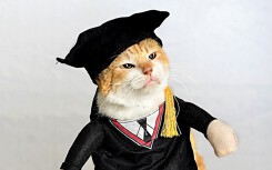 Chân dung những Cử nhân, Thạc sĩ mèo 'học giỏi' nhất thế giới động vật