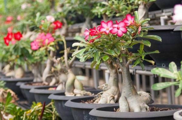 Nên trồng cây gì trên phần mộ gia tiên dịp Tết Thanh minh - Ảnh 1. Nên trồng cây gì trên phần mộ gia tiên dịp Tết Thanh minh - Ảnh 1.