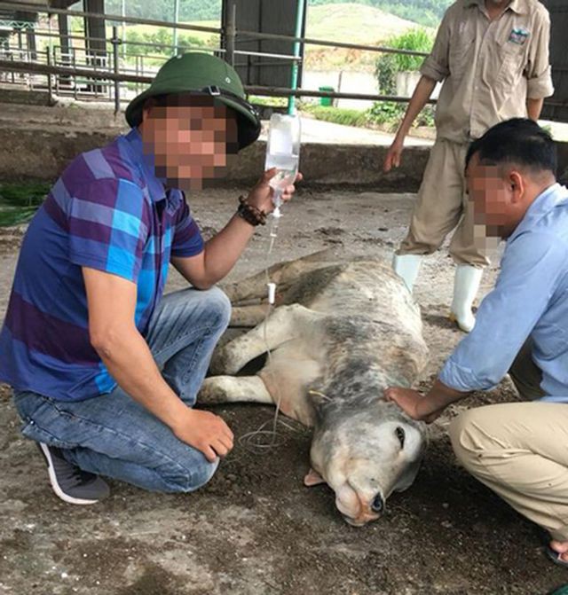 Con trai cựu Chủ tịch BIDV Trần Bắc Hà tự ý bán bò dự án lấy tiền tư túi - Ảnh 2. Con trai cựu Chủ tịch BIDV Trần Bắc Hà tự ý bán bò dự án lấy tiền tư túi - Ảnh 2.
