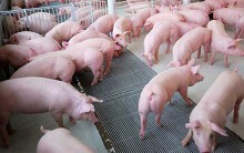 Giá heo hơi hôm nay 22/4: Miền Bắc chưa có dấu hiệu phục hồi