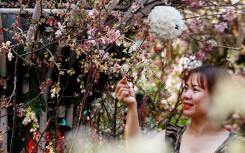 Lễ hội hoa anh đào Nhật Bản - Hà Nội 2019: Sự góp mặt của 20.000 cành hoa anh đào, 100 cây hoa anh đào và nhiều loài hoa mùa xuân