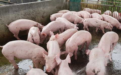 Giá heo hơi hôm nay 4/3: Miền Bắc bình quân đạt 42.000 đồng/kg