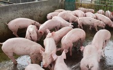 Giá heo hơi hôm nay 17/5: Miền Nam có dấu hiệu phục hồi