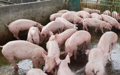 Giá heo hơi hôm nay 17/5: Miền Nam có dấu hiệu phục hồi