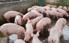 Giá heo hơi hôm nay 31/5: Miền Nam chưa thể phục hồi