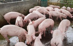 Giá heo hơi hôm nay 31/5: Miền Nam chưa thể phục hồi