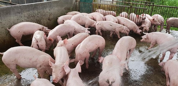 Giá heo hơi hôm nay 4/3: Miền Bắc bình quân đạt 42.000 đồng/kg - Ảnh 1. Giá heo hơi hôm nay 4/3: Miền Bắc bình quân đạt 42.000 đồng/kg - Ảnh 1.