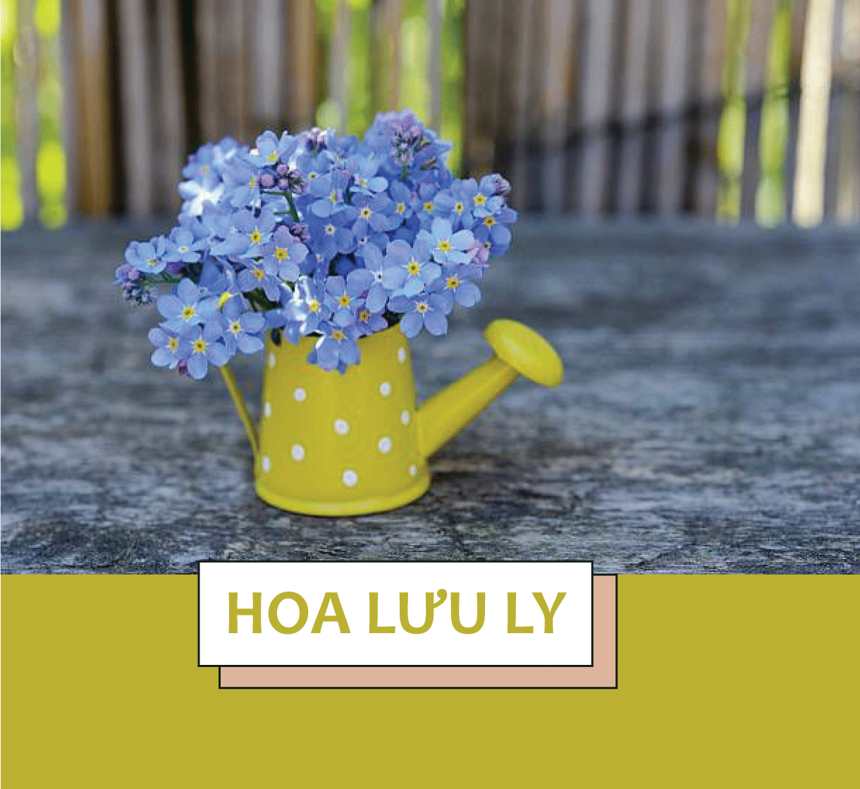 Những loại hoa ý nghĩa nhất để tặng bạn gái ngày 8/3 - Ảnh 5. Những loại hoa ý nghĩa nhất để tặng bạn gái ngày 8/3 - Ảnh 5.