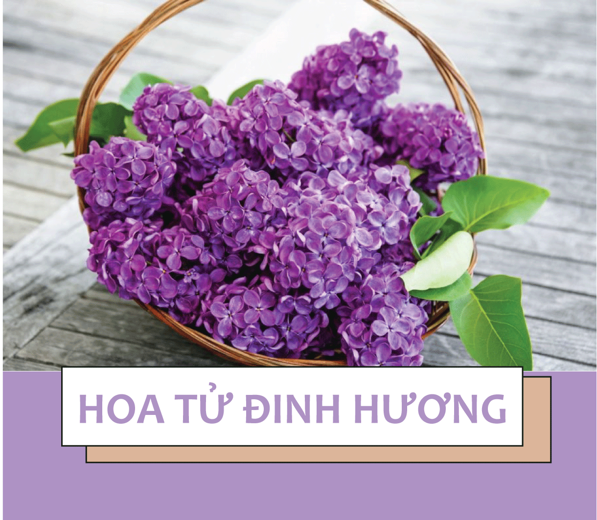 Những loại hoa ý nghĩa nhất để tặng bạn gái ngày 8/3 - Ảnh 6. Những loại hoa ý nghĩa nhất để tặng bạn gái ngày 8/3 - Ảnh 6.