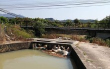 Khánh Hòa: Hàng chục xác heo chết bị vứt trôi nổi trong hồ