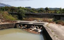 Vụ phát hiện 38 xác heo chết Khánh Hòa: Người dân nghi ngờ xác heo đưa từ nơi khác đến vứt