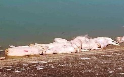Heo chết trôi nổi trong hồ ở Khánh Hòa: Vứt xác vật nuôi ra môi trường sẽ bị phạt nặng