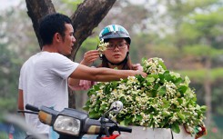 Hà Nội: Tháng 3, nồng nàn mùa hoa bưởi