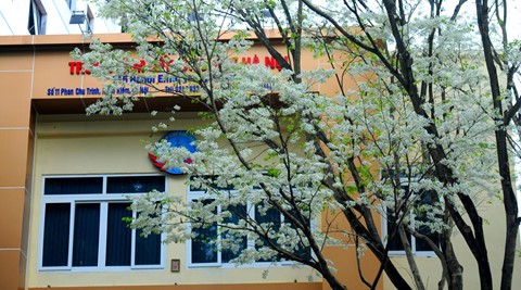 Tháng 3, sưa nở trắng trời Hà Nội - Ảnh 11.
