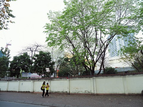 Tháng 3, sưa nở trắng trời Hà Nội - Ảnh 14.
