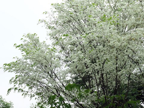 Tháng 3, sưa nở trắng trời Hà Nội - Ảnh 2.