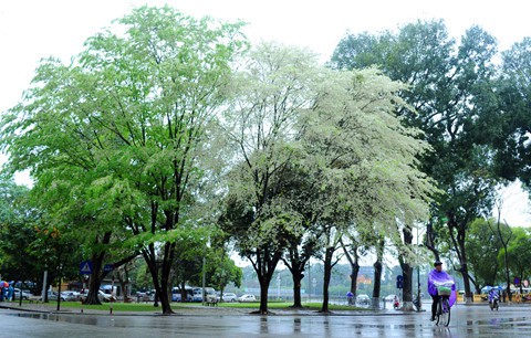 Tháng 3, sưa nở trắng trời Hà Nội - Ảnh 3.