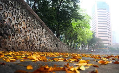 Tháng 3, sưa nở trắng trời Hà Nội - Ảnh 4.