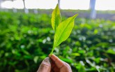 Những  cách trị mụn tự nhiên đơn giản, dễ thực hiện với chi phí thấp nhất