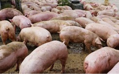 Đà Nẵng quyết liệt chống dịch tả lợn châu Phi trước nguy cơ lây lan