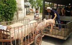 Giá heo hơi hôm nay 10/3: Thị trường miền Nam sụt giảm trong tuần