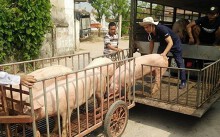 Giá heo hơi hôm nay 18/4: Miền Bắc tiếp tục đi xuống