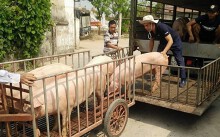 Giá heo hơi hôm nay 29/4: Miền Bắc lao đao thấp nhất cả nước