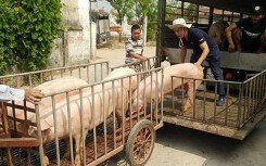 Giá heo hơi hôm nay 29/4: Miền Bắc lao đao thấp nhất cả nước