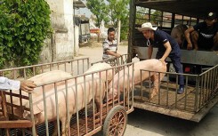 Giá heo hơi hôm nay 30/5: Miền Bắc đột ngột giảm sâu