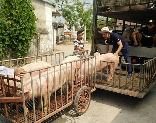 Giá heo hơi hôm nay 26/3: Miền Bắc rục rịch đi lên - Ảnh 1. Giá heo hơi hôm nay 26/3: Miền Bắc rục rịch đi lên - Ảnh 1.