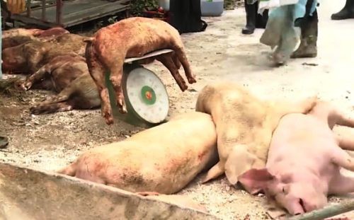 Đà Nẵng quyết liệt chống dịch tả lợn châu Phi trước nguy cơ lây lan - Ảnh 1. Đà Nẵng quyết liệt chống dịch tả lợn châu Phi trước nguy cơ lây lan - Ảnh 1.